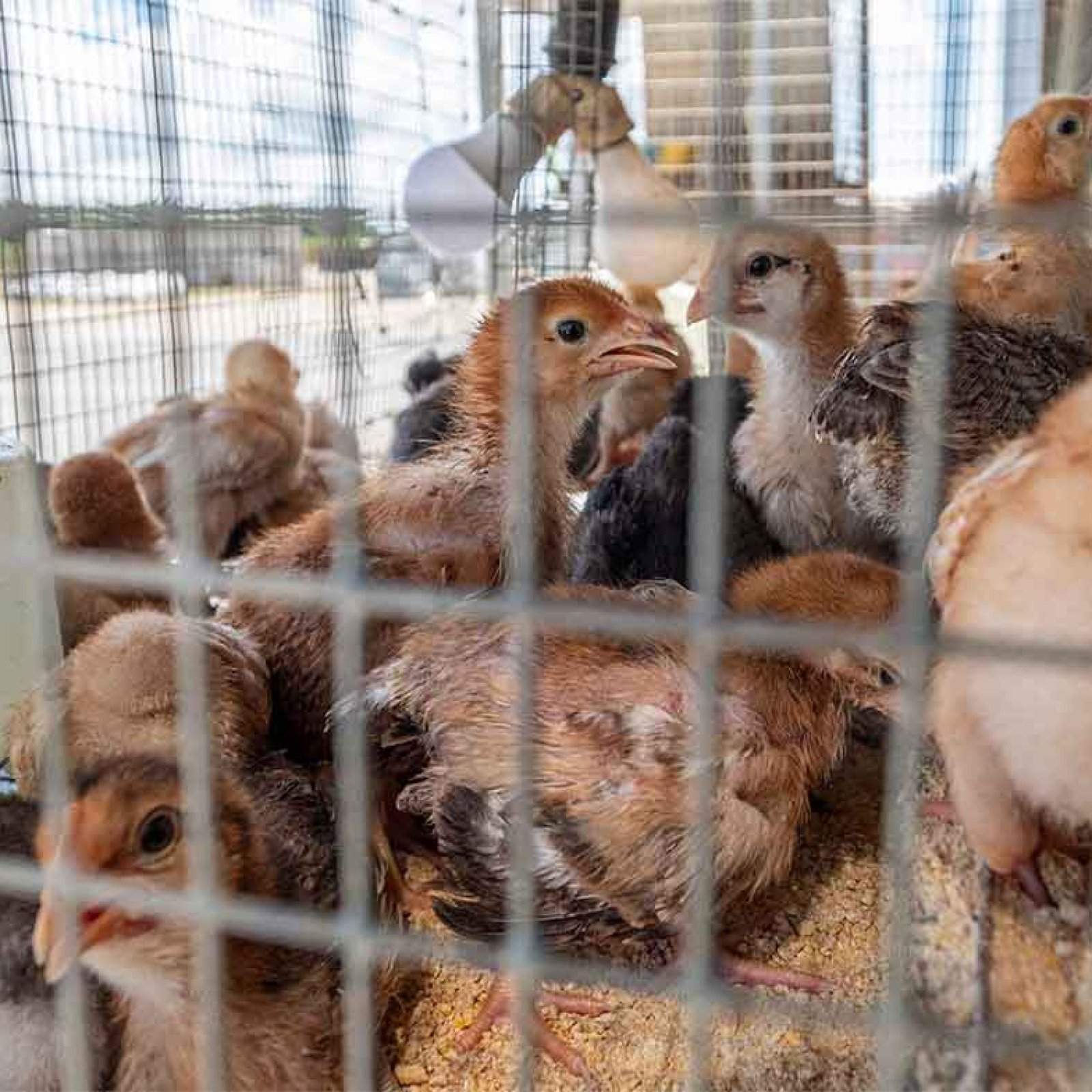 Ferreteria-Agricola-Lozada-50